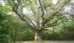 Arbre en Sologne - UFOLEP Centre